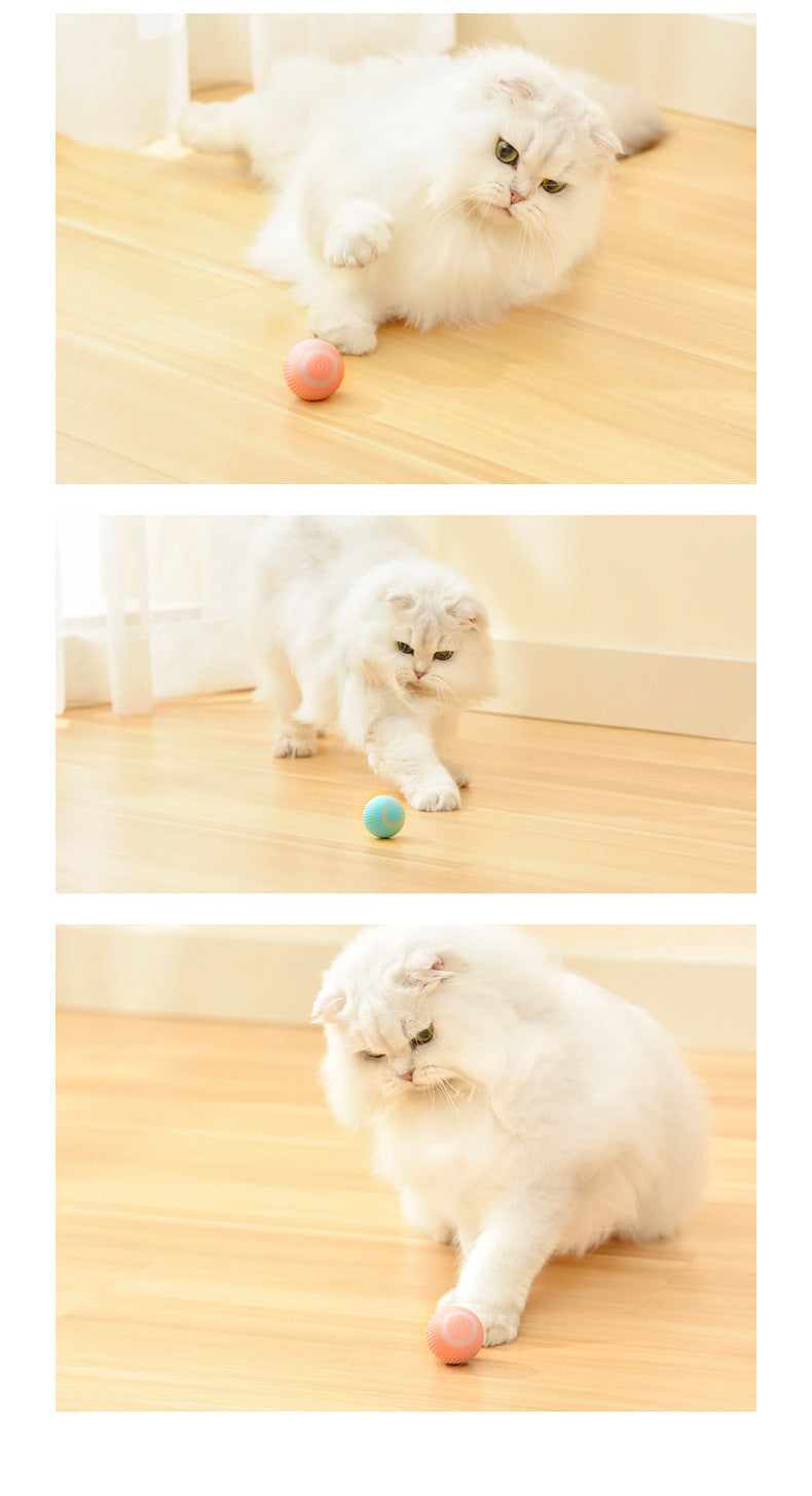 Kitty Chase Ball - Unpredictable & Hilarious Play Ball